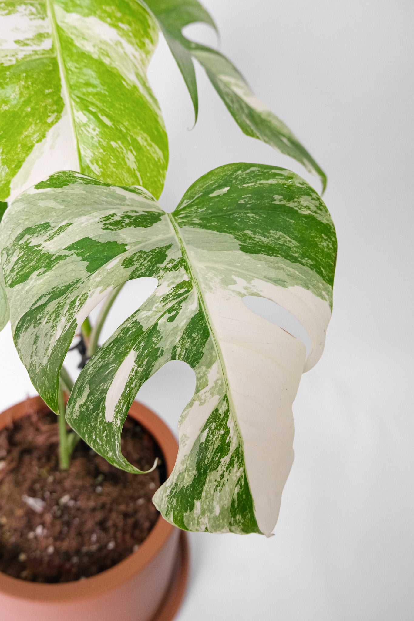 Monstera Deliciosa pestrița - Image 7