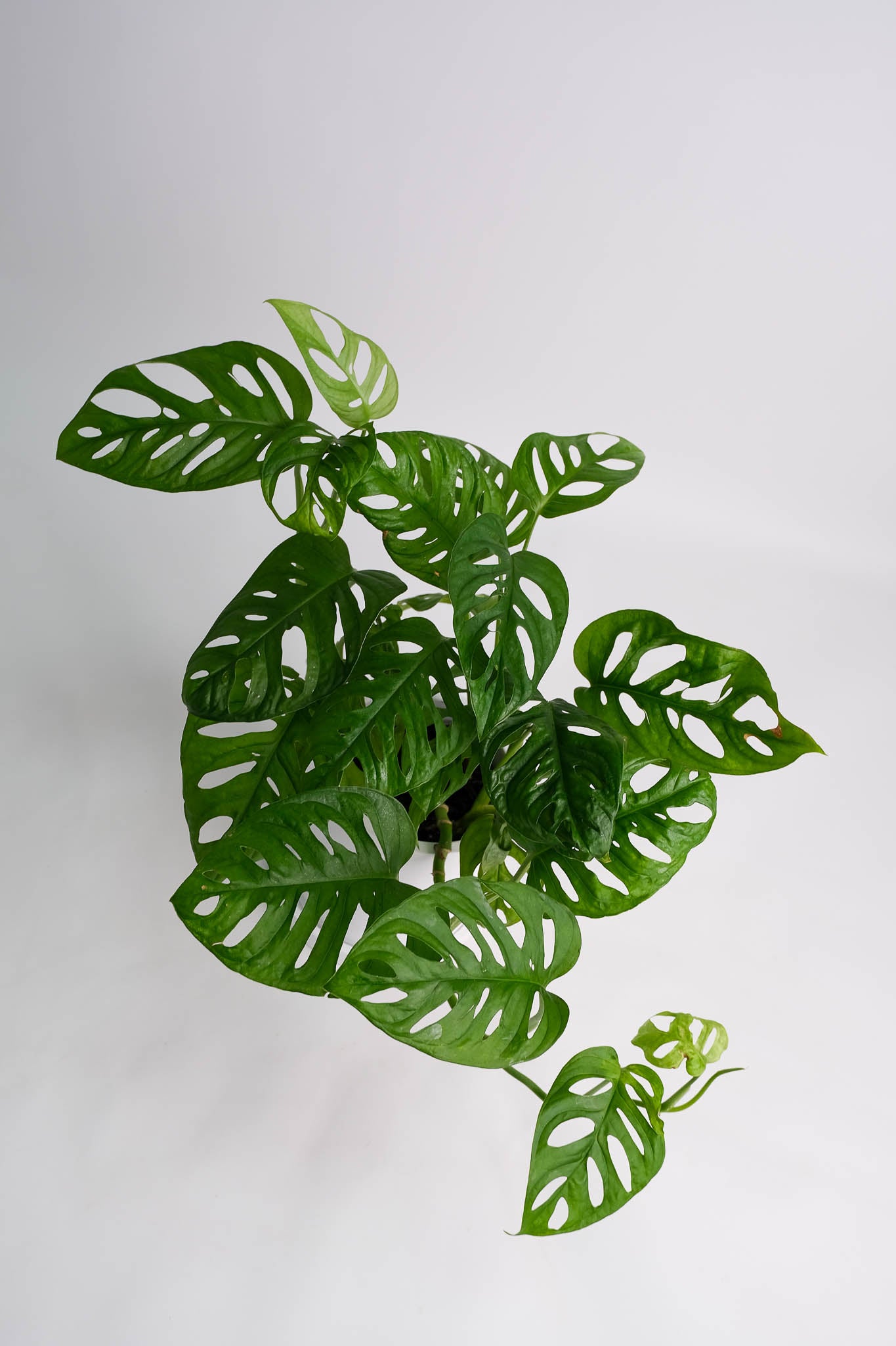 Monstera Monkey - Image 6