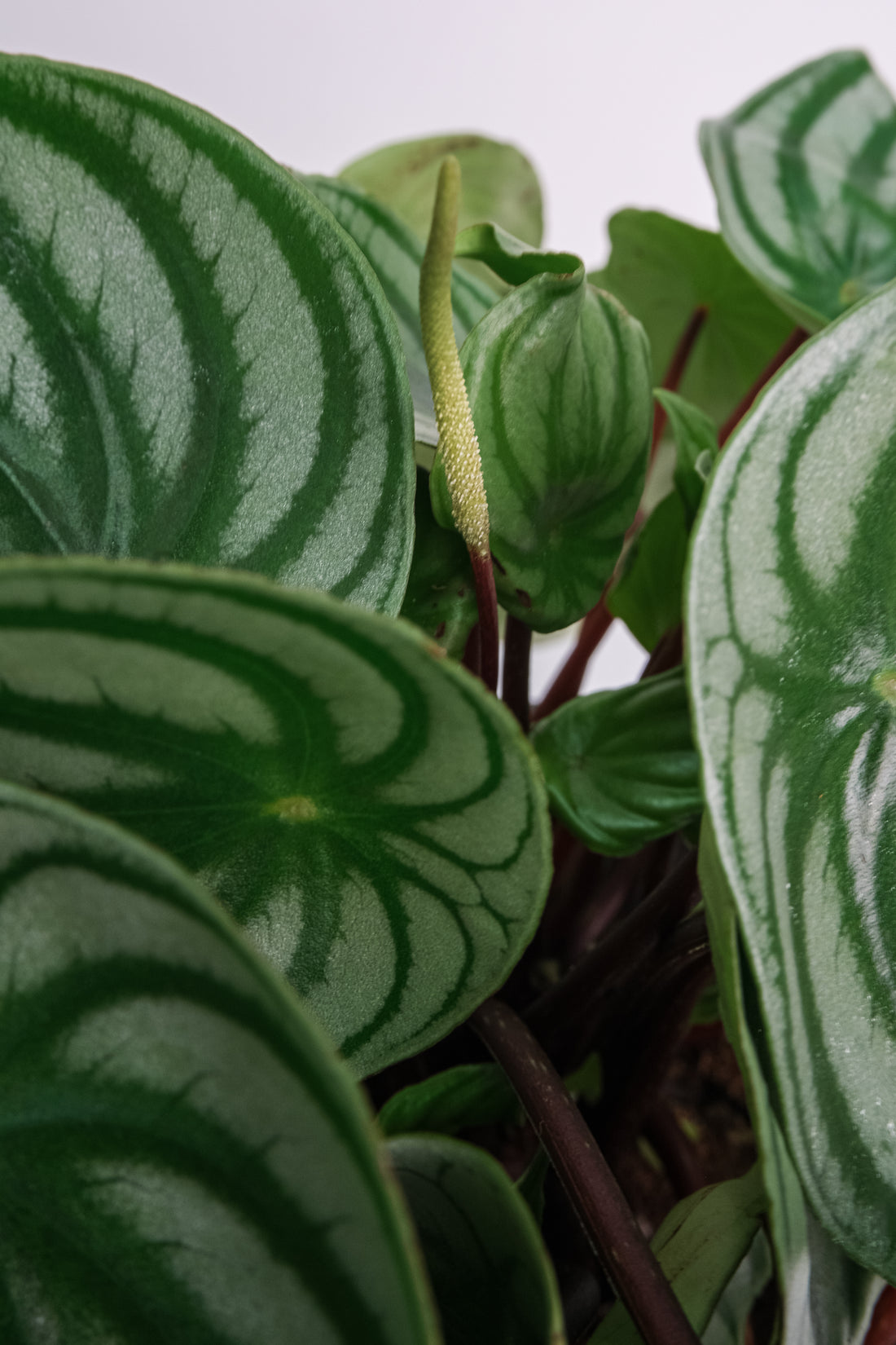 Peperomia Watermelon