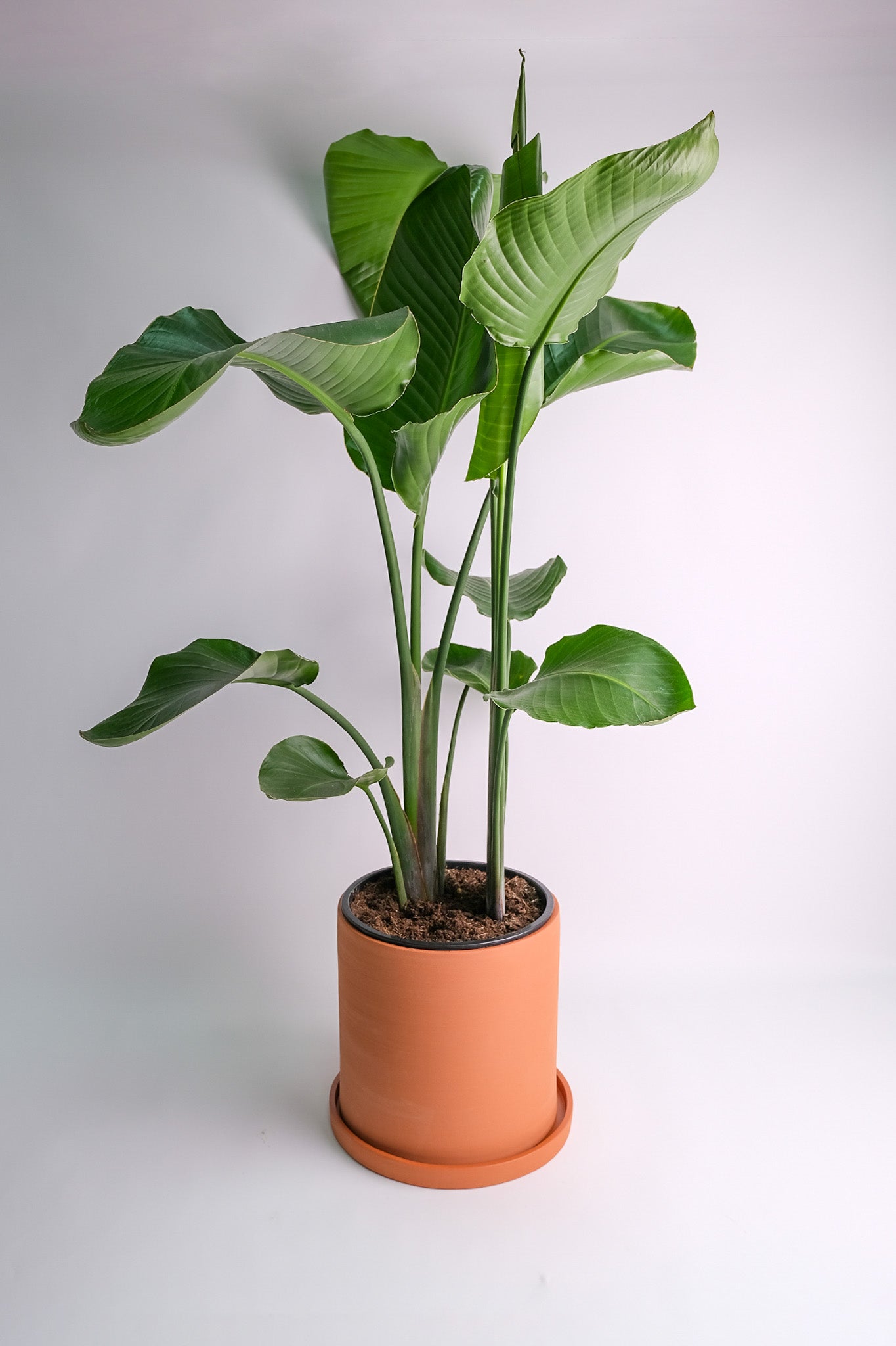 Strelitzia Nicolai - Image 8