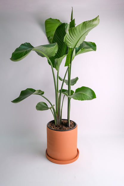 Strelitzia Nicolai - Image 8