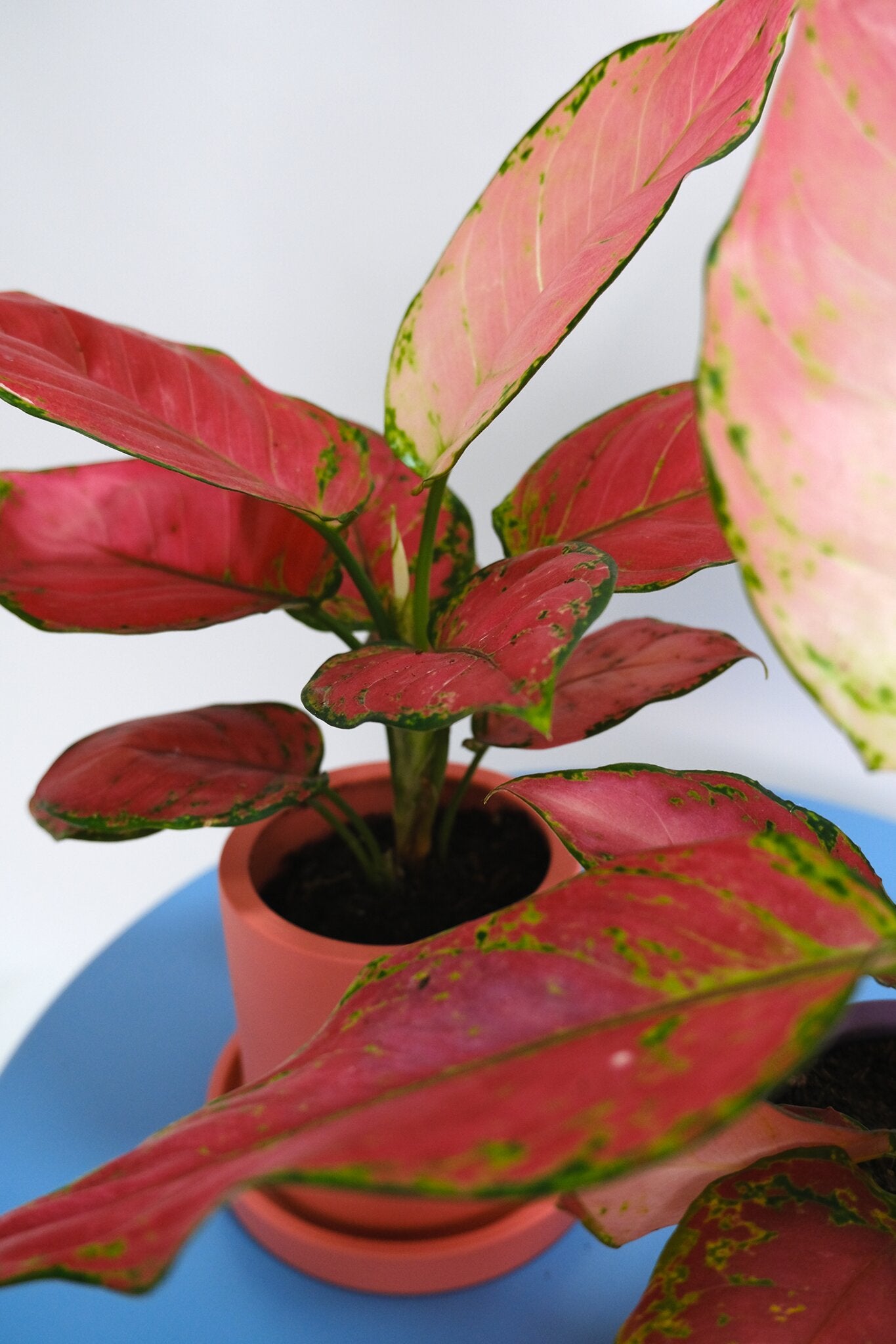 Aglaonema Red Joy
