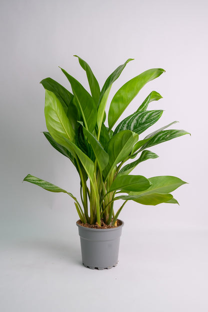 Aglaonema Stripes - 8