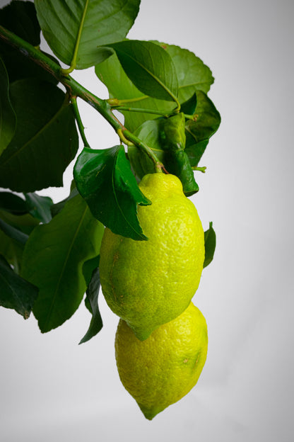Citrus Lemon on Stem - Image 1