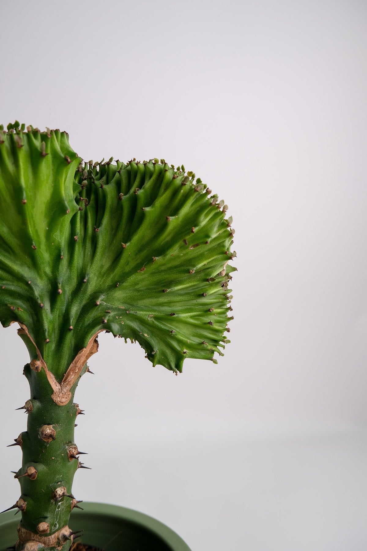 Euphorbia Lactea Cristata