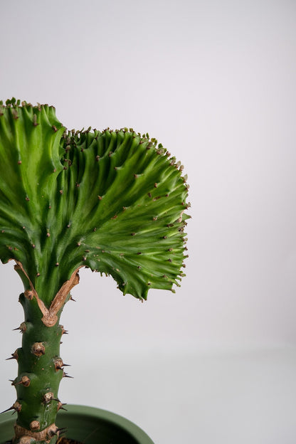 Euphorbia Lactea Cristata
