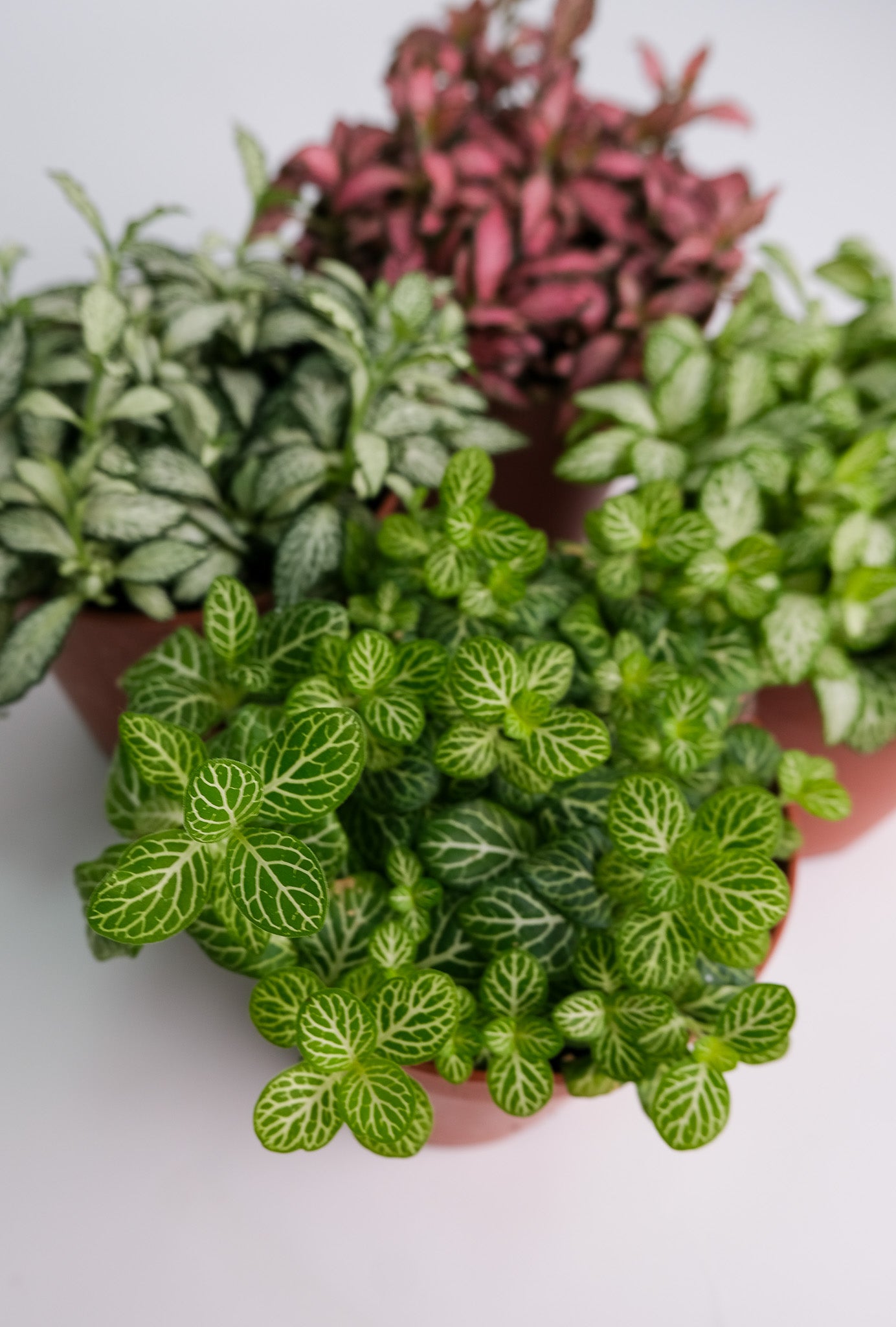 Fittonia mix - Image 8