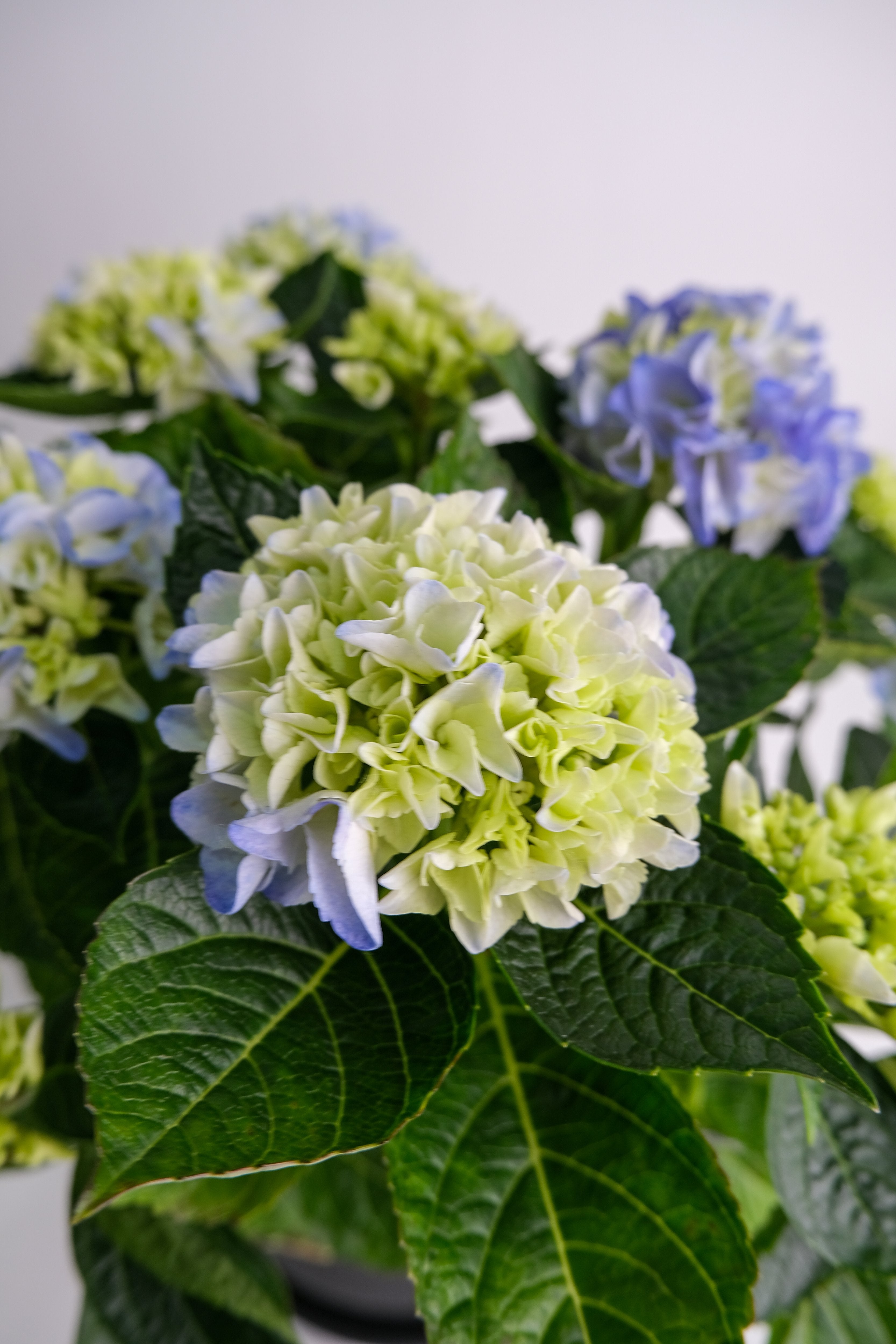Hortensie blue - Image 8