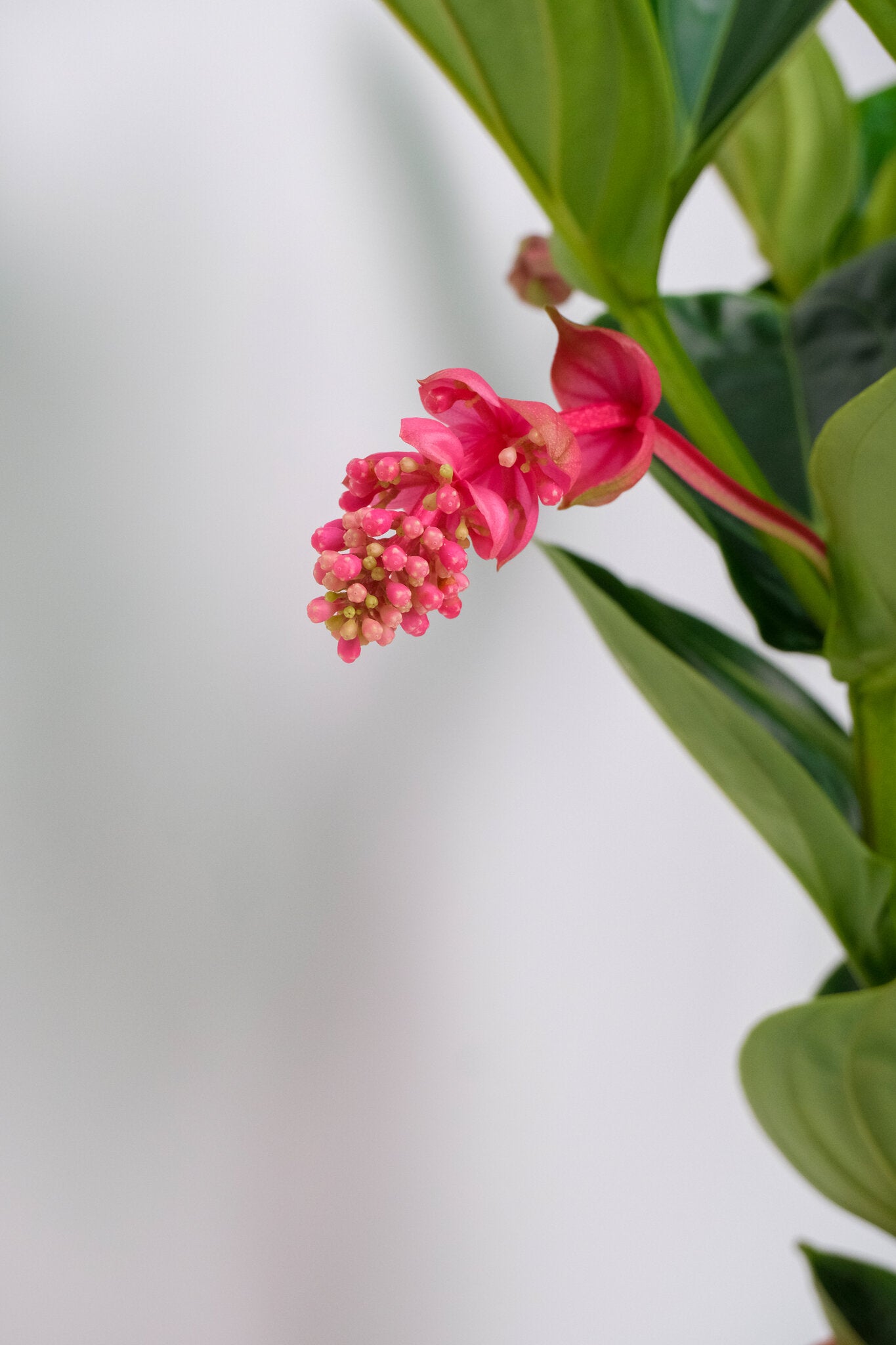 Medinilla magnifica - Image 7