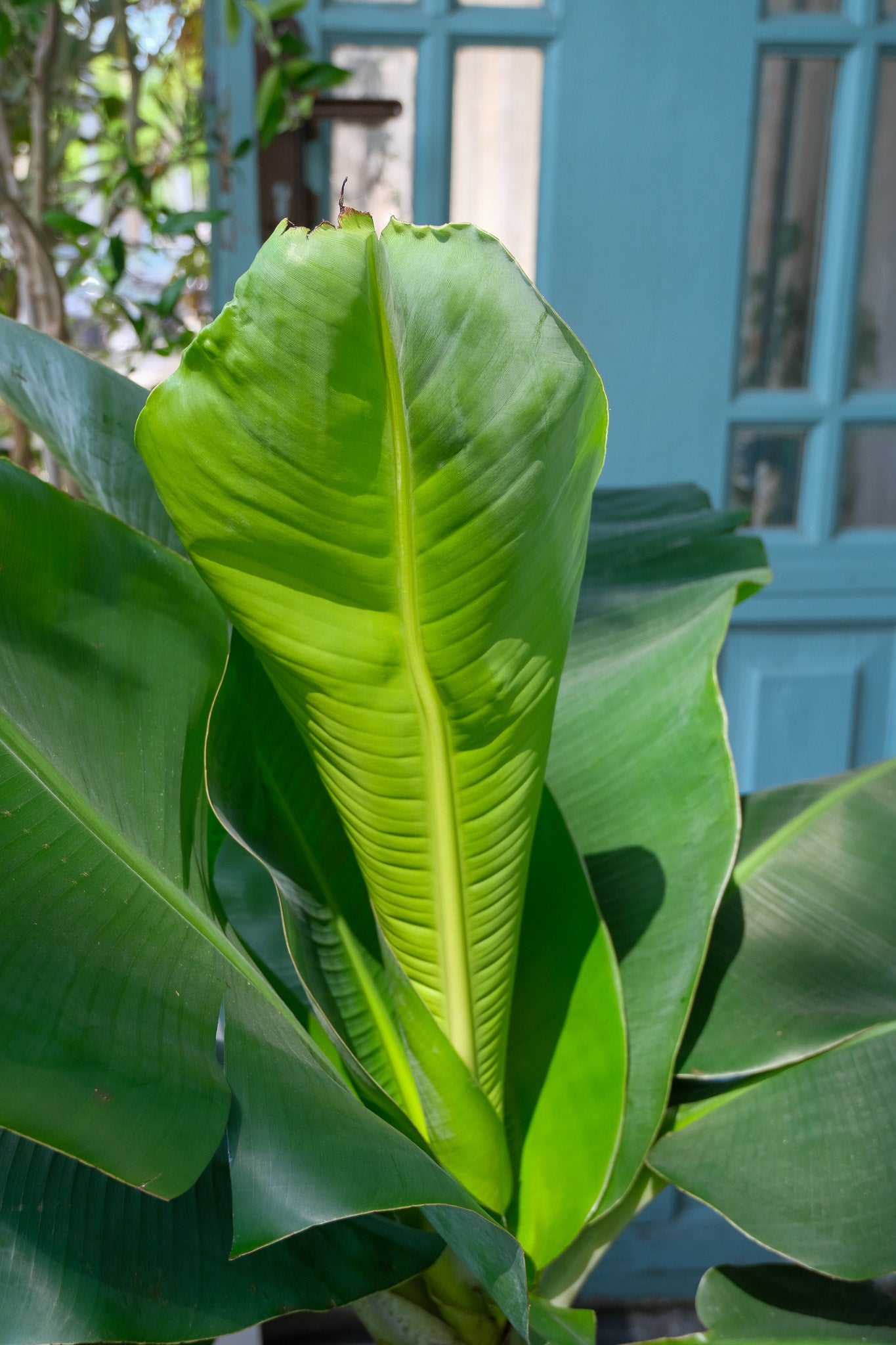 Musa Banana - Image 8