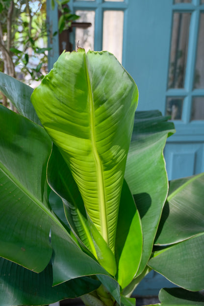 Musa Banana - Image 8