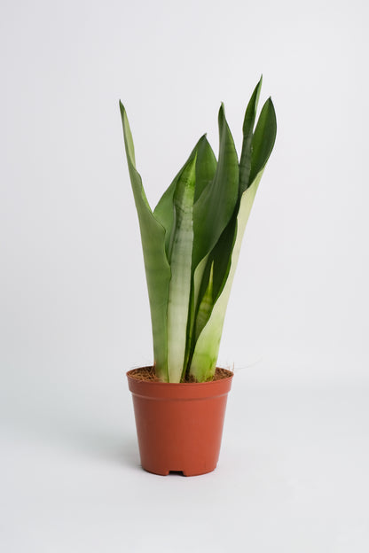 Sansevieria Moonshine - Image 8