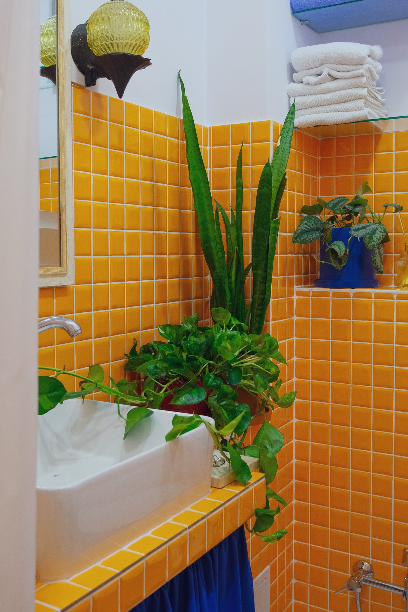 Scindapsus Global Green - 8