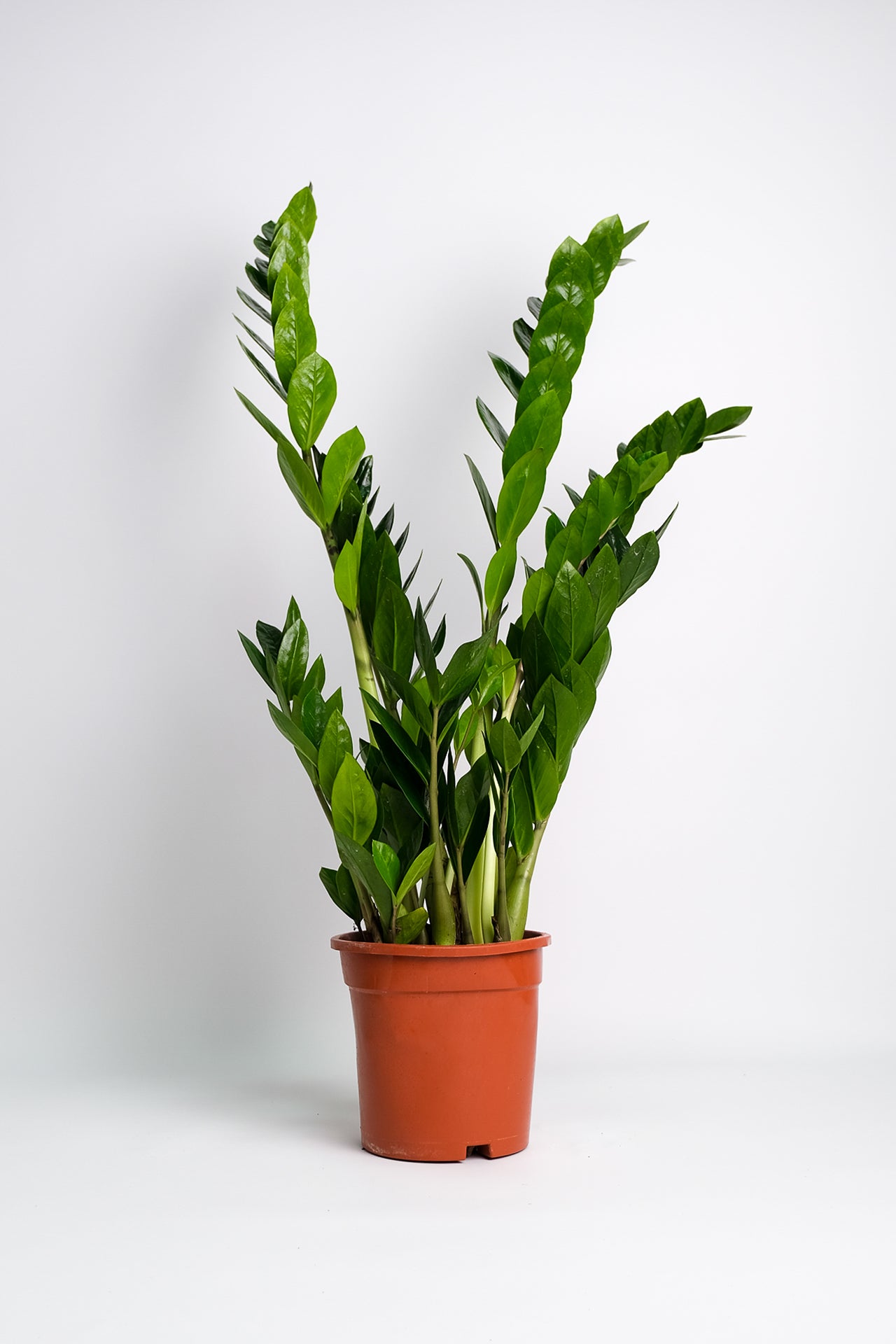 Zamioculcas - 8