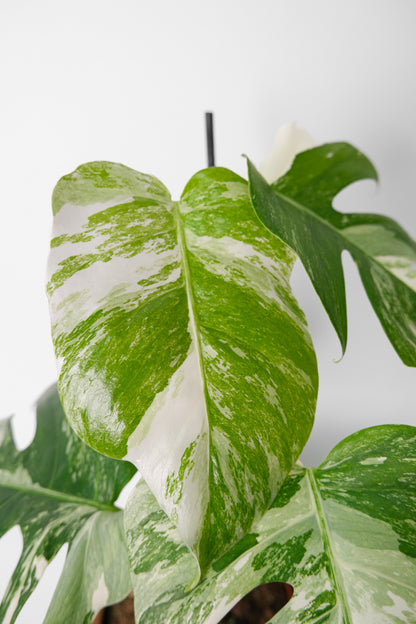 Monstera Deliciosa pestrița - Image 8