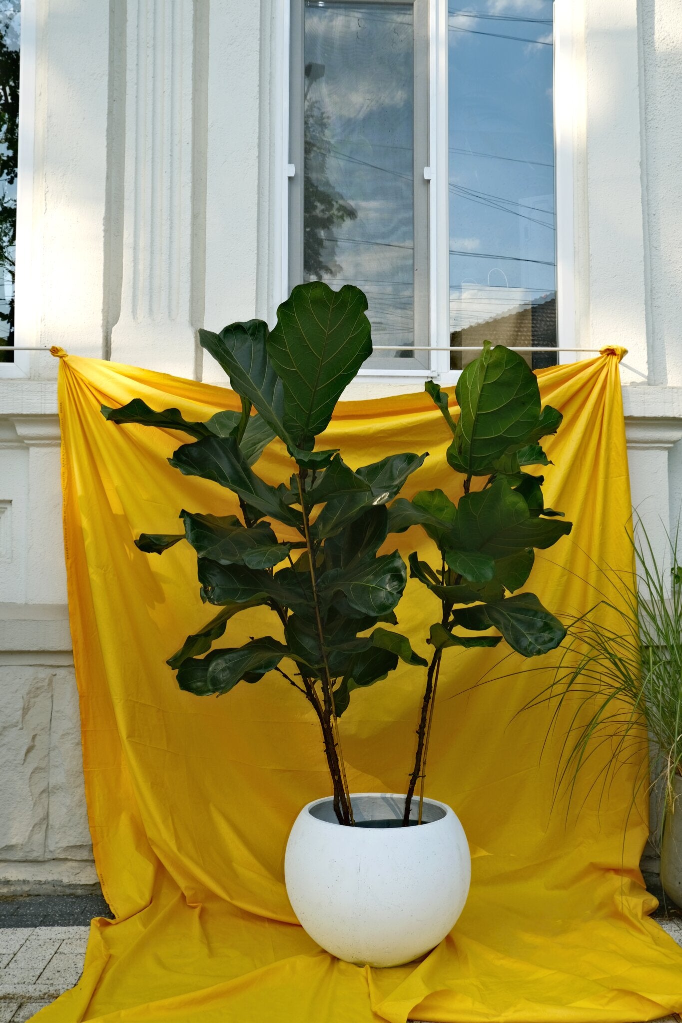 Ficus Lyrata - Image 8