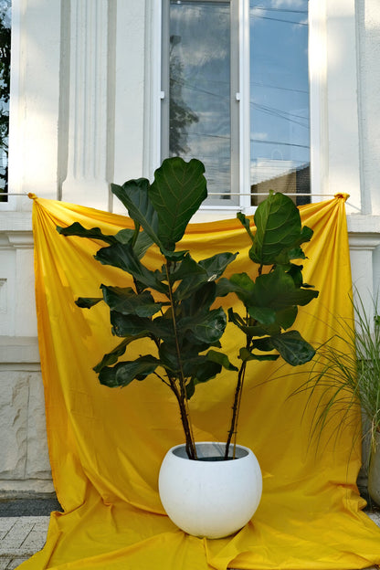 Ficus Lyrata - Image 8