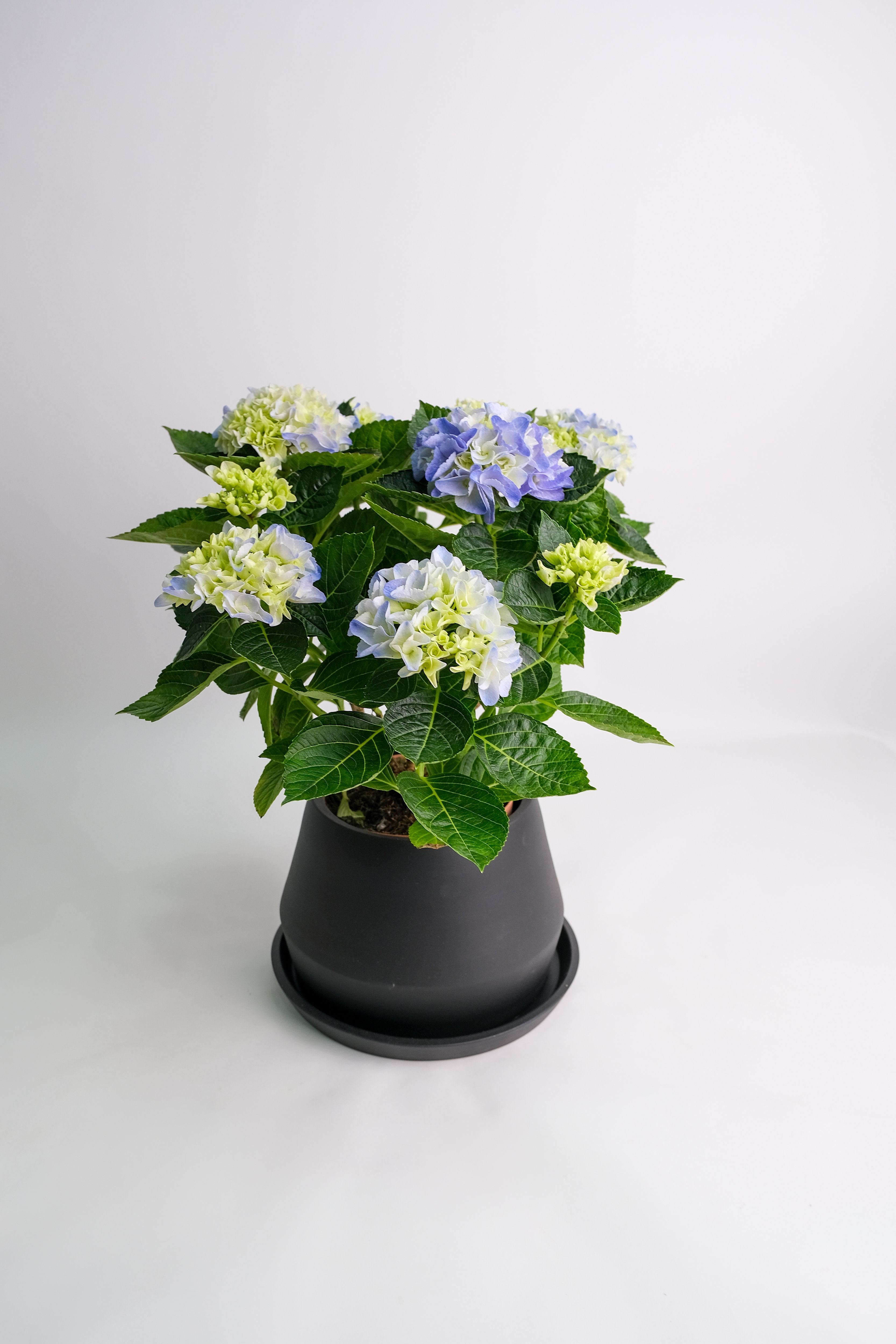 Hortensie blue - Image 9
