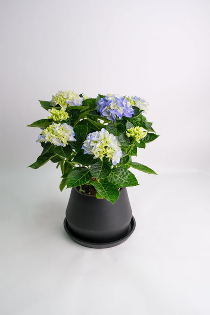 Hortensie blue - Image 9