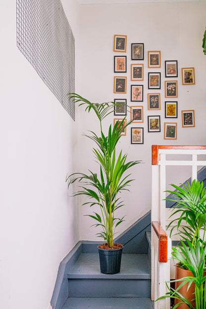 Howea Forsteriana - Image 9