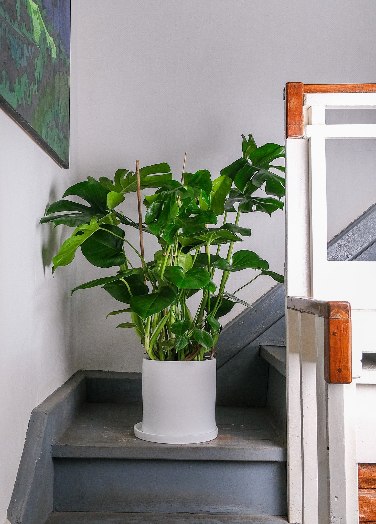 Monstera Deliciosa - Image 9