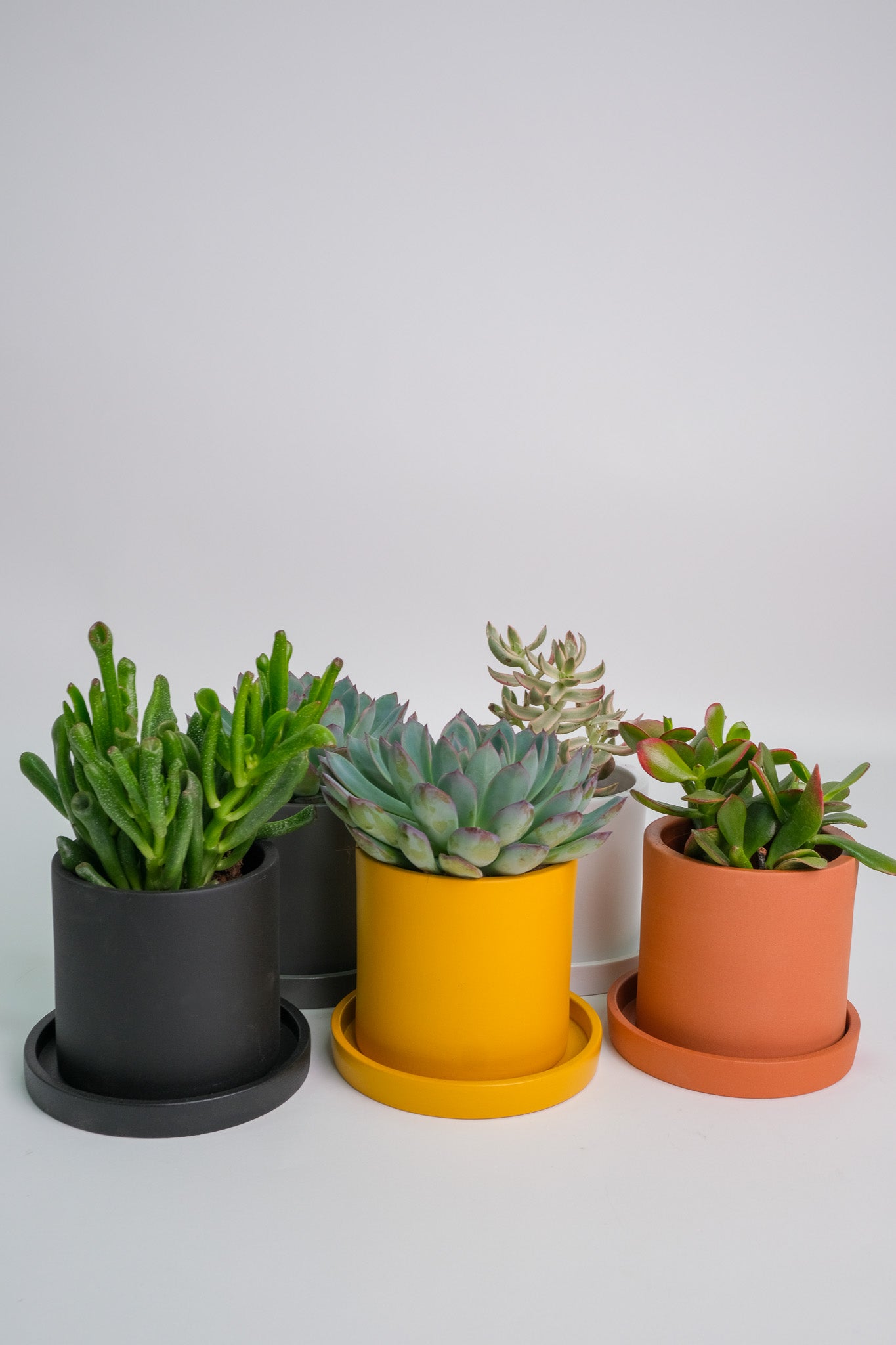 Suculent Mix - Image 08