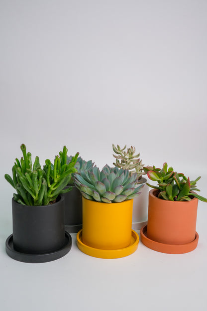 Suculent Mix - Image 08