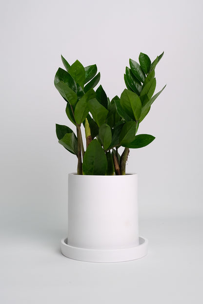Zamioculcas - 9
