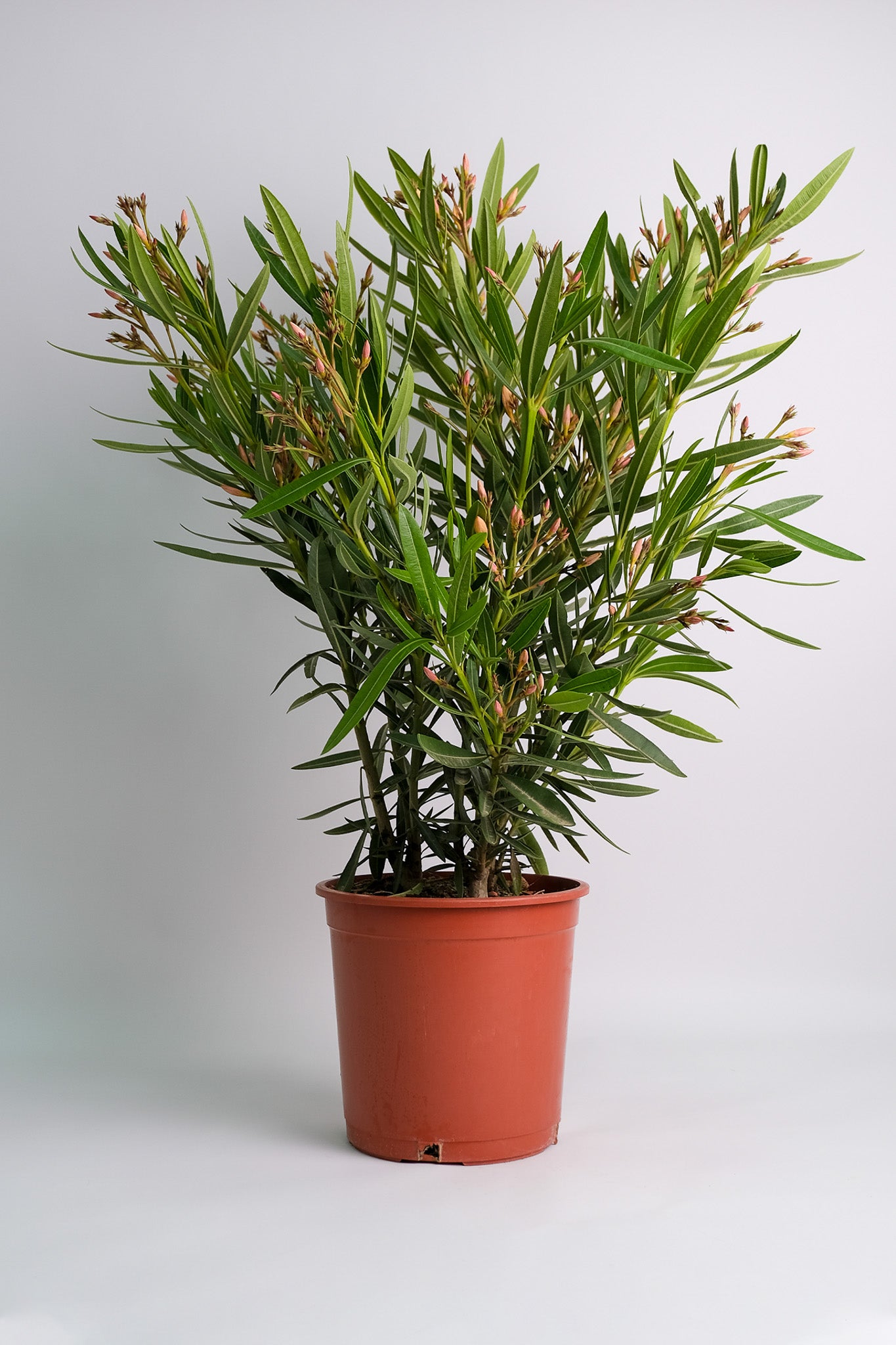 Nerium Oleander - 08_oleandru mix.jpg