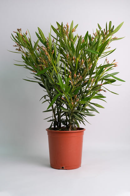 Nerium Oleander - 08_oleandru mix.jpg