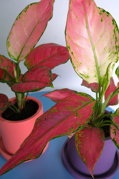 Aglaonema Red Joy