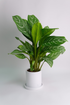 Aglaonema Stripes - 10