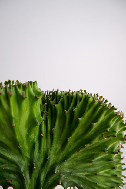 Euphorbia Lactea Cristata