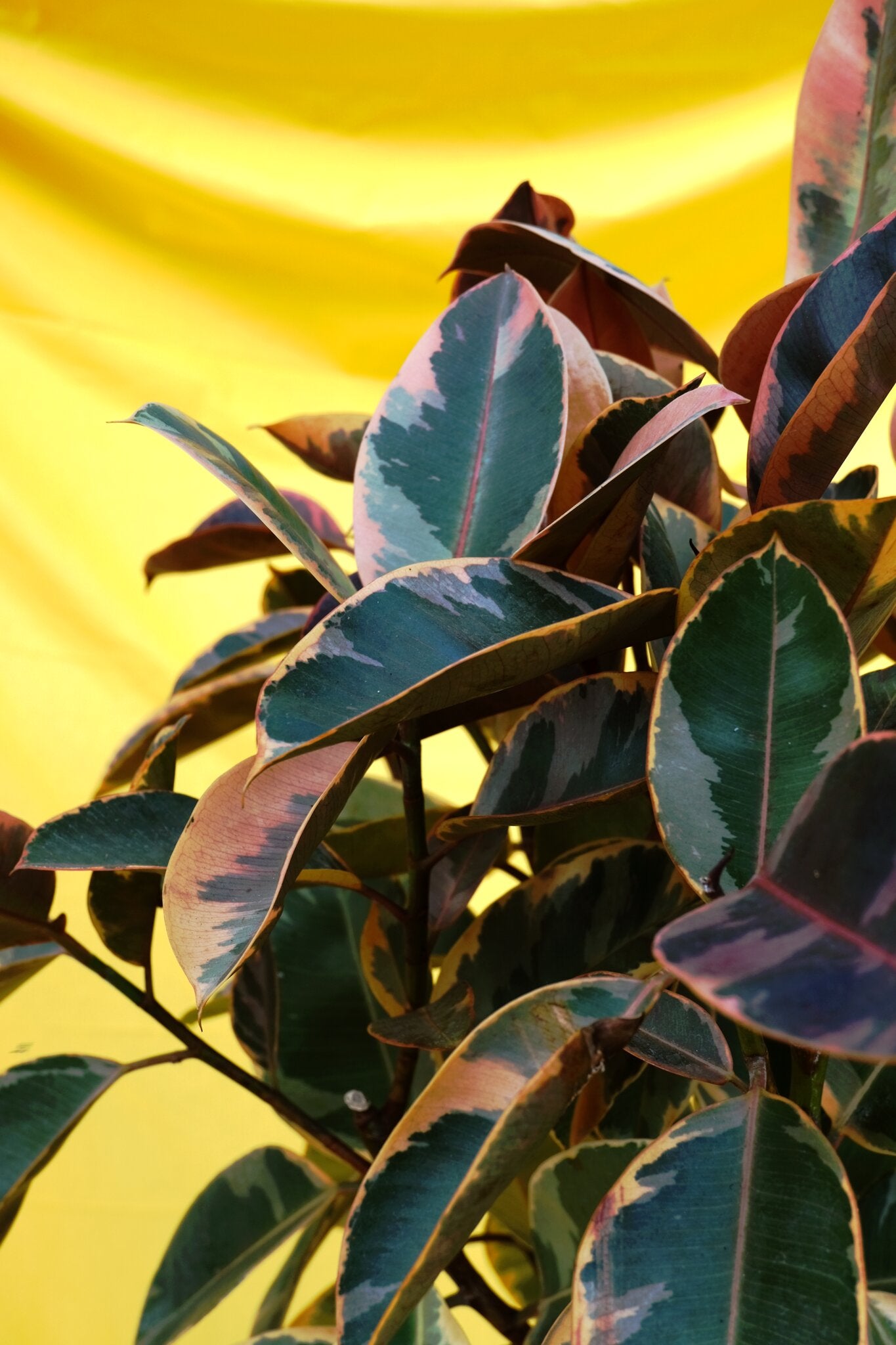 Ficus Belize on Stem - Image 9