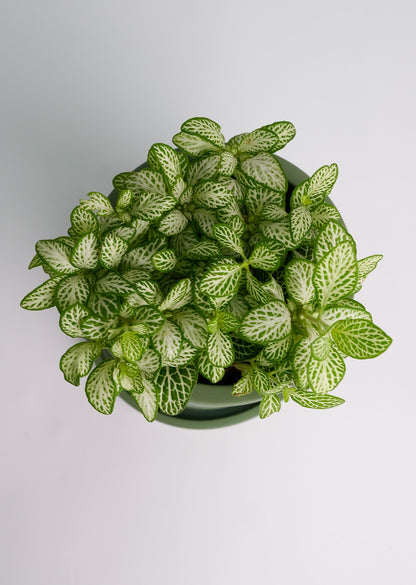 Fittonia mix - Image 10