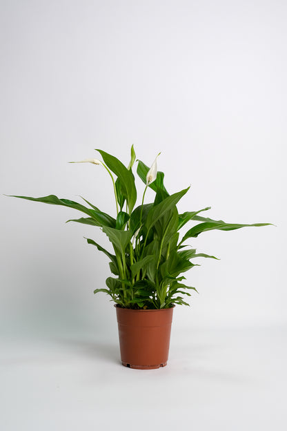 Spathiphyllum - Image 10