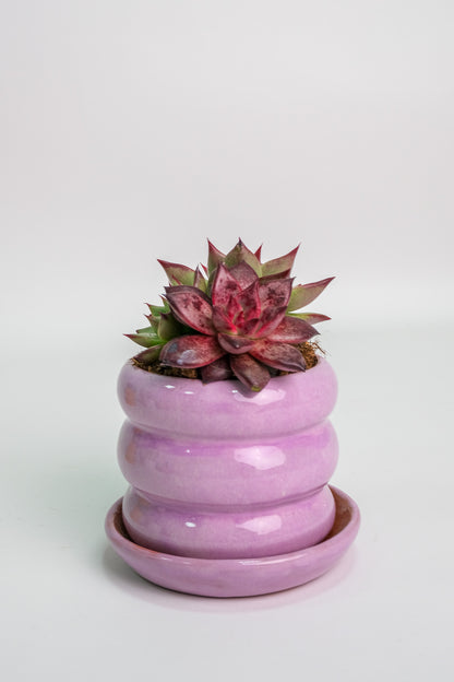 Suculent Mix - Image 09