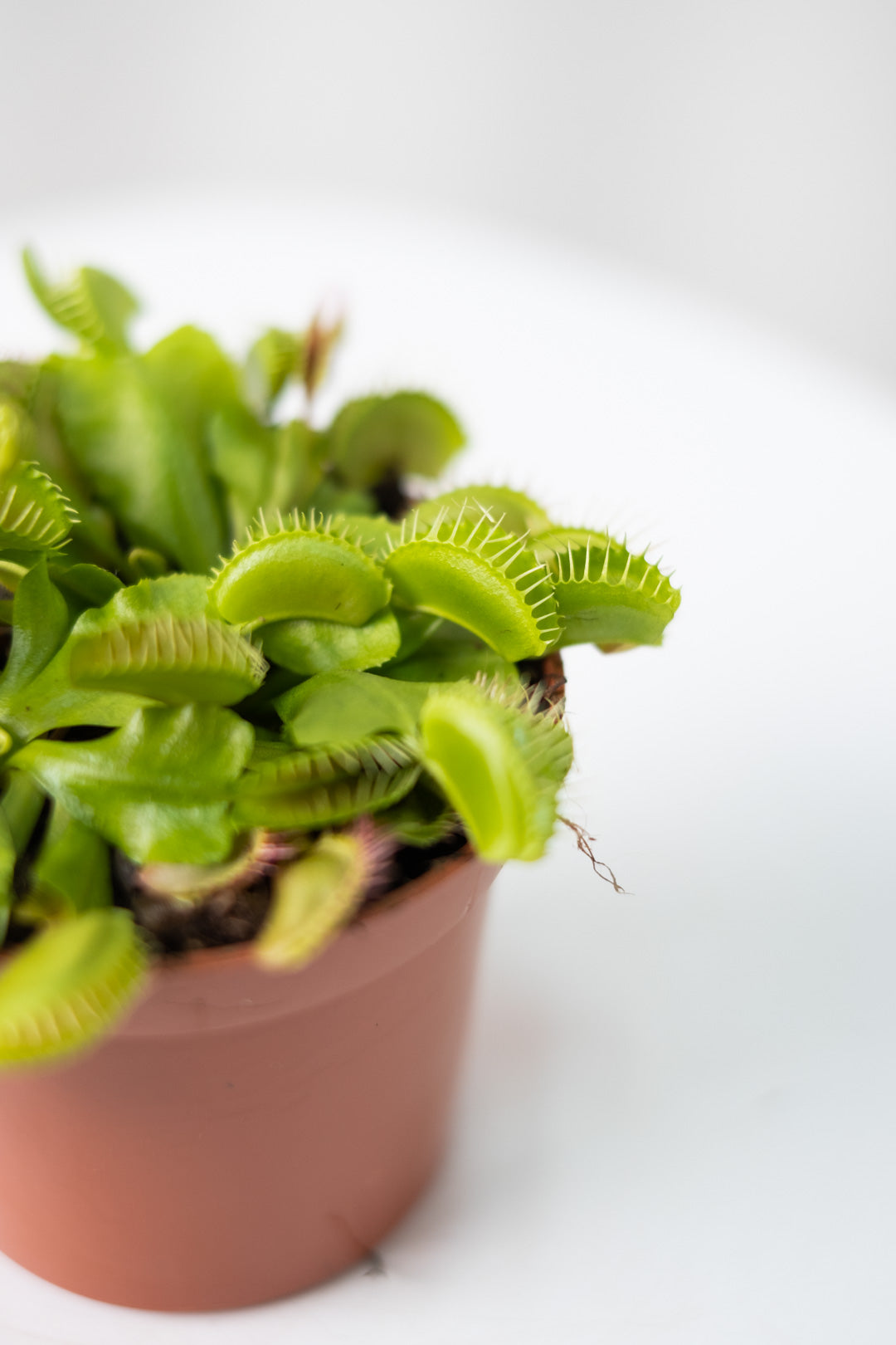 Venus flytrap - Image 1