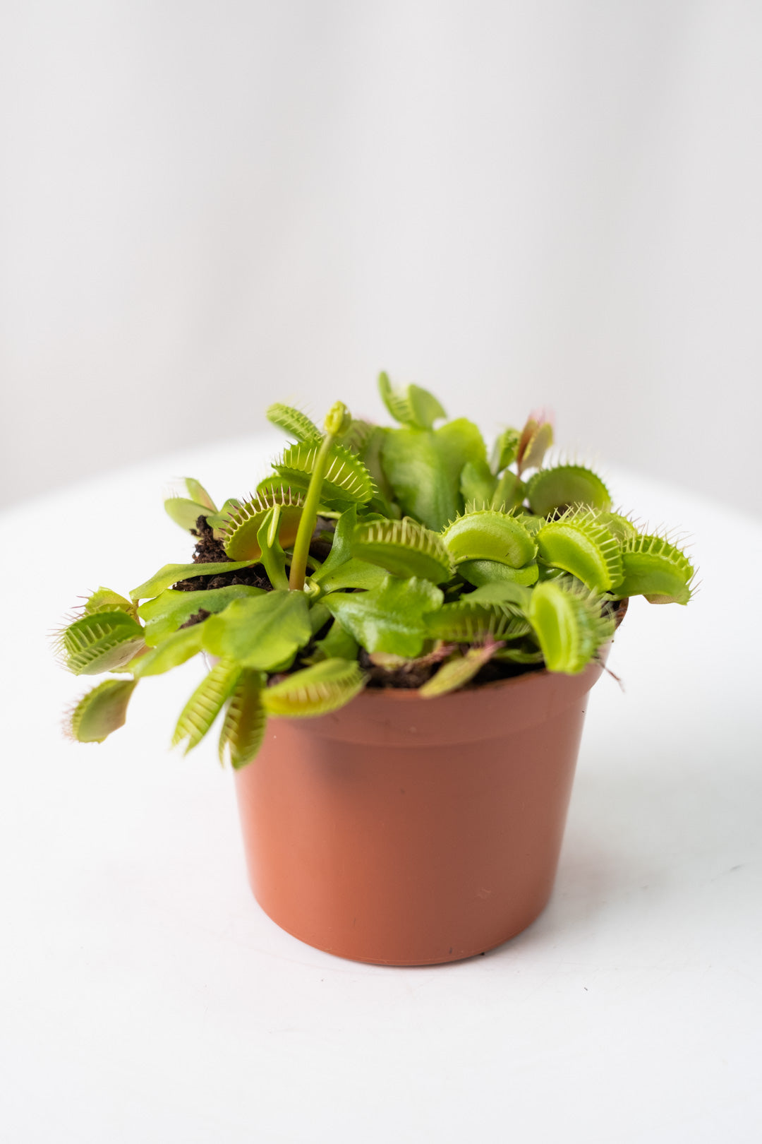Venus flytrap - Image 3