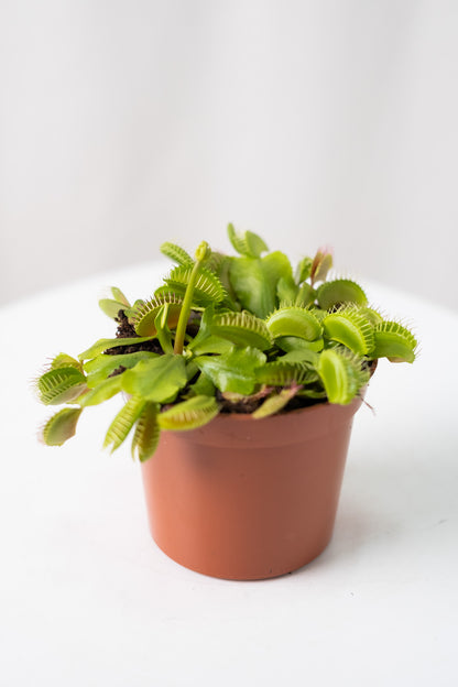 Venus flytrap - Image 3