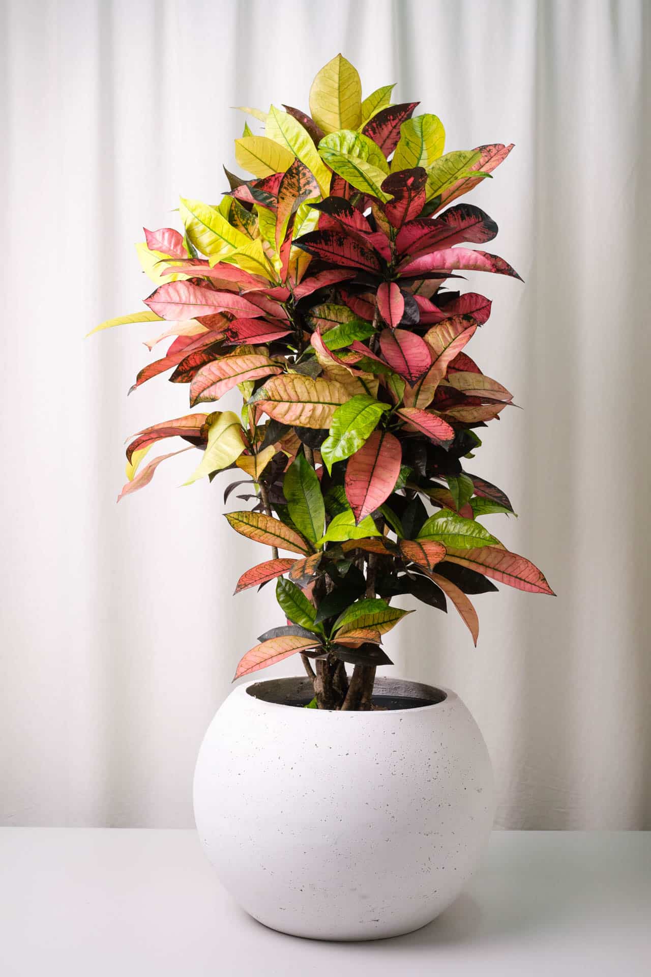 Croton Mrs. Iceton - Image 1