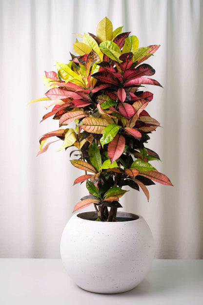 Croton Mrs. Iceton - Image 1