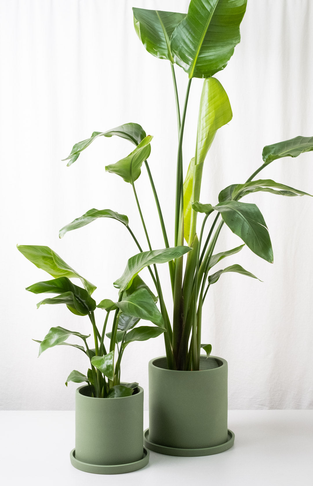 Strelitzia Nicolai - Image 13