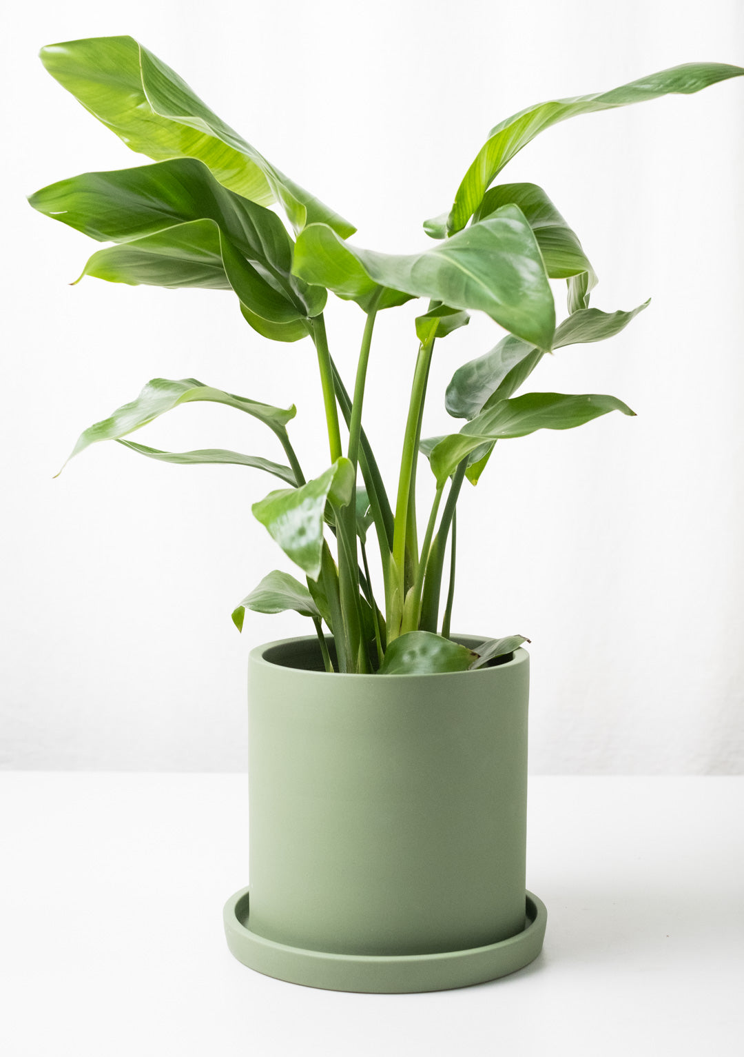 Strelitzia Nicolai - Image 15