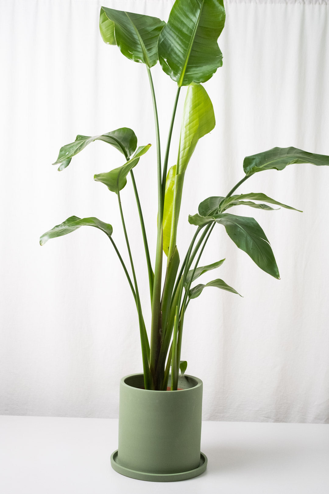 Strelitzia Nicolai - Image 17
