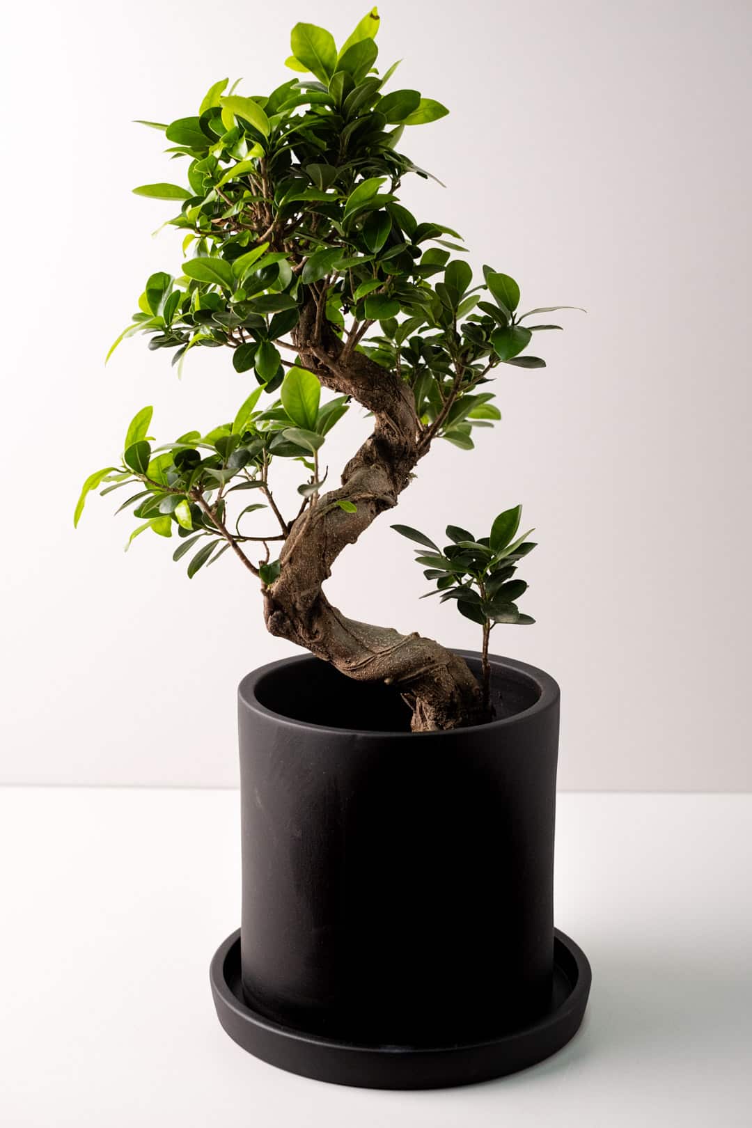 Bonsai Ficus Ginseng - Image 2