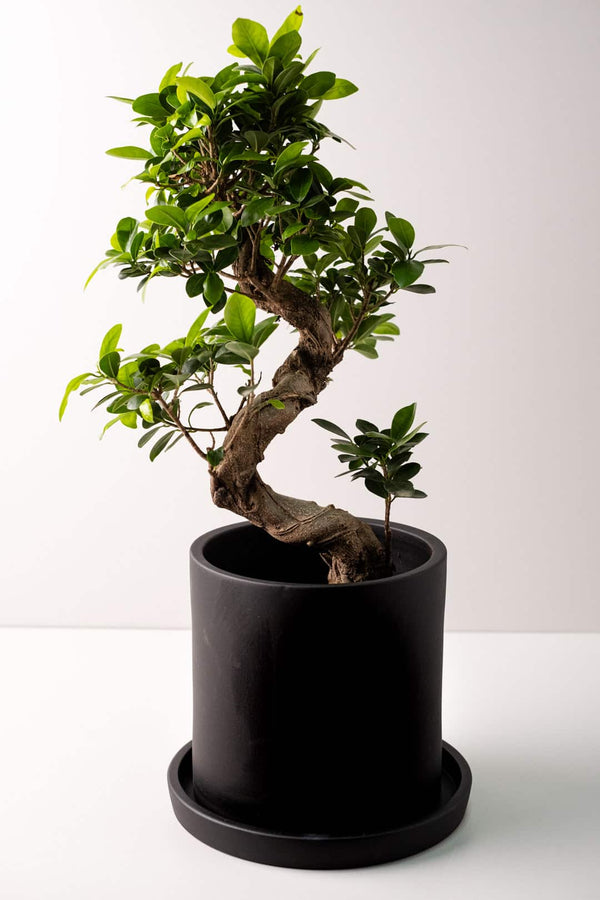 Bonsai Ficus Ginseng - Image 2
