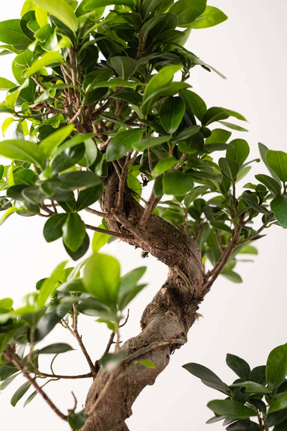 Bonsai Ficus Ginseng - Image 3