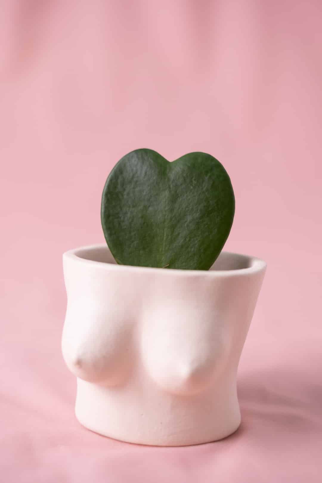 Hoya heart - Image 5