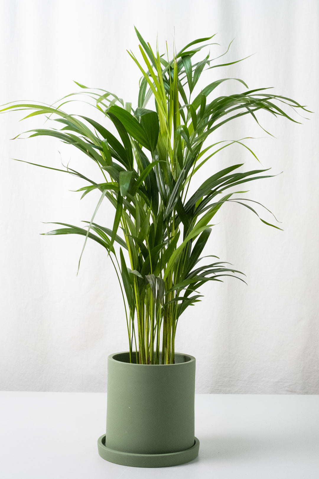 Dypsis - Image 1